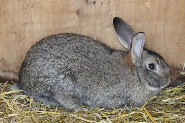 Flemish Giant Buck Meat Rabbit