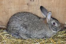 Flemish Giant Buck Meat Rabbit