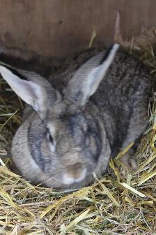 Flemish Giant Buck Meat Rabbit - Photo 2