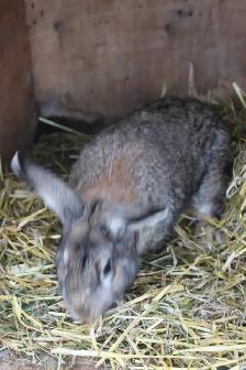 Flemish Giant Buck Meat Rabbit - Photo 3
