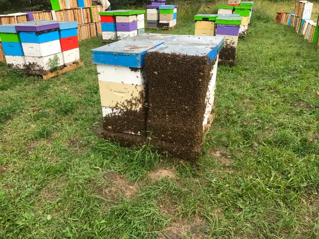 Beekeeping Assistant/ Labourer