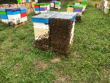 Beekeeping Assistant/ Labourer