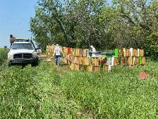 Beekeeping Assistant/ Labourer - Photo 2