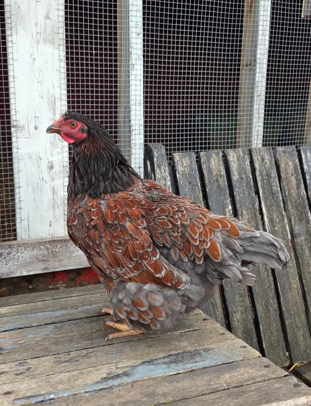 Blue Laced Red Wyandotte Pullet