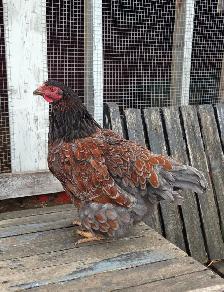 Blue Laced Red Wyandotte Pullet