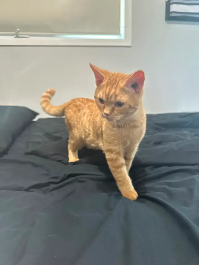 Chat Scottish à vendre