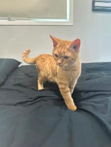 Chat Scottish à vendre
