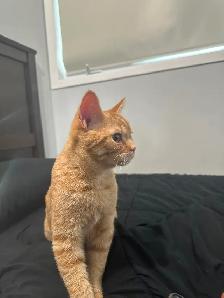 Chat Scottish à vendre - Photo 2
