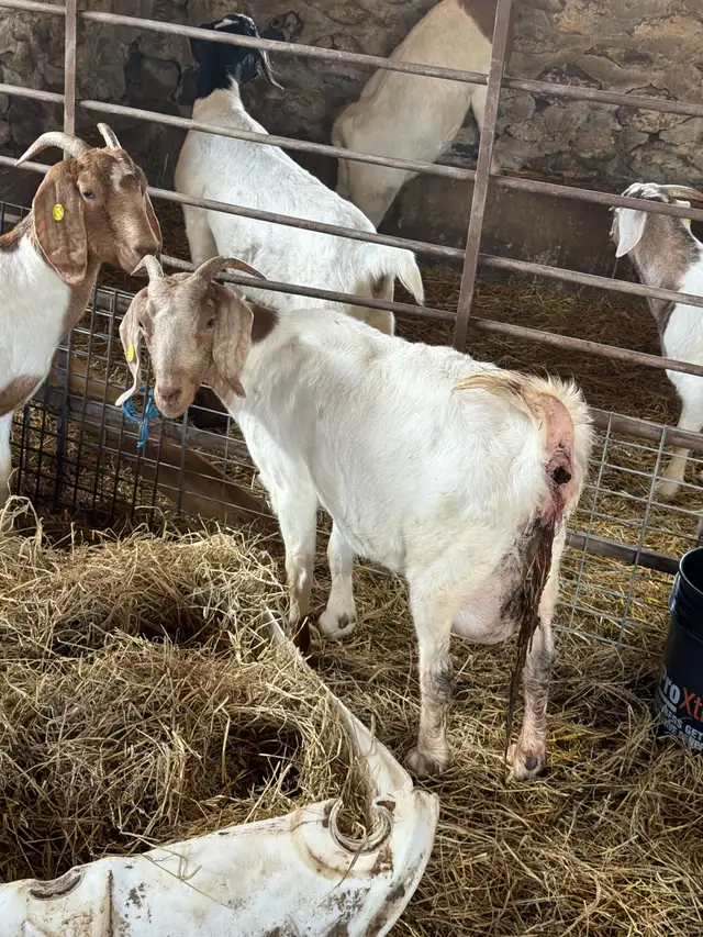 boer goats for sale