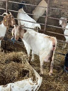 boer goats for sale