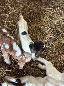 boer goats for sale - Photo 2
