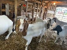 boer goats for sale - Photo 3