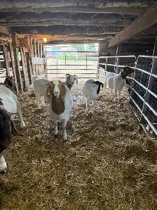 boer goats for sale - Photo 4
