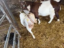 boer goats for sale - Photo 5