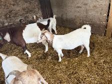 boer goats for sale - Photo 6