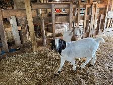 boer goats for sale - Photo 7