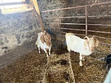 boer goats for sale - Photo 8