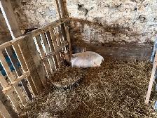 boer goats for sale - Photo 9