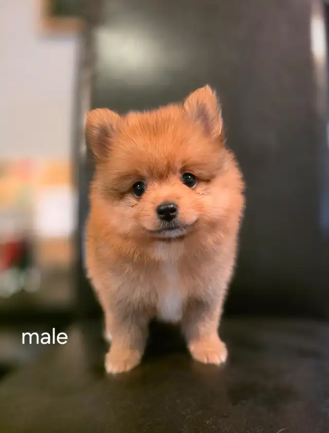 Purebred Pomeranians