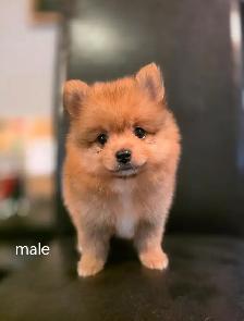 Purebred Pomeranians