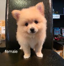Purebred Pomeranians - Photo 2