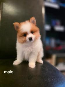 Purebred Pomeranians - Photo 3