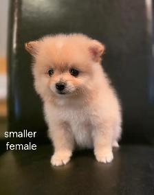 Purebred Pomeranians - Photo 4