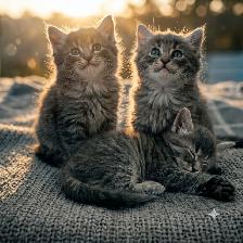 Bring Home a Little Magic! Three stunning Kittens