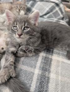 Bring Home a Little Magic! Three stunning Kittens - Photo 2