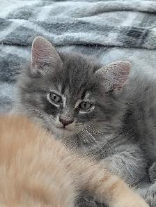 Bring Home a Little Magic! Three stunning Kittens - Photo 3