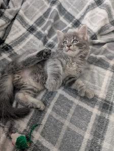 Bring Home a Little Magic! Three stunning Kittens - Photo 4