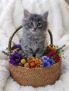 Bring Home a Little Magic! Three stunning Kittens - Photo 5