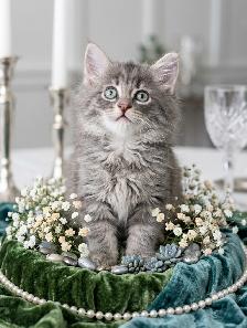 Bring Home a Little Magic! Three stunning Kittens - Photo 6