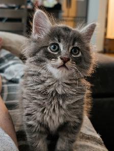 Bring Home a Little Magic! Three stunning Kittens - Photo 7