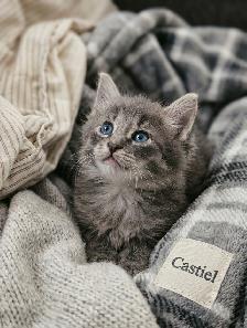 Bring Home a Little Magic! Three stunning Kittens - Photo 8
