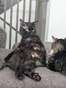 Bring Home a Little Magic! Three stunning Kittens - Photo 9