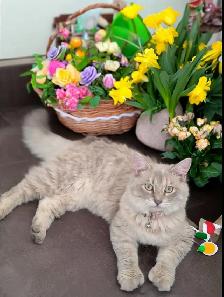 Bring Home a Little Magic! Three stunning Kittens - Photo 10