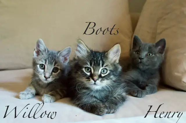 Raised with Love – Sweet Kittens Ready for New Families