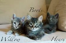 Raised with Love – Sweet Kittens Ready for New Families