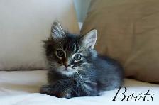 Raised with Love – Sweet Kittens Ready for New Families - Photo 2