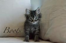 Raised with Love – Sweet Kittens Ready for New Families - Photo 3