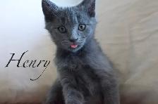 Raised with Love – Sweet Kittens Ready for New Families - Photo 4