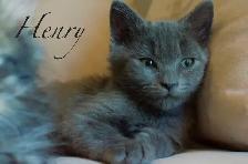 Raised with Love – Sweet Kittens Ready for New Families - Photo 5