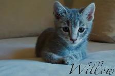Raised with Love – Sweet Kittens Ready for New Families - Photo 6