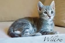 Raised with Love – Sweet Kittens Ready for New Families - Photo 7