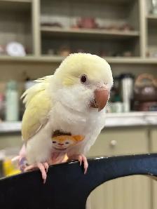 Handfed cremino Quaker baby
