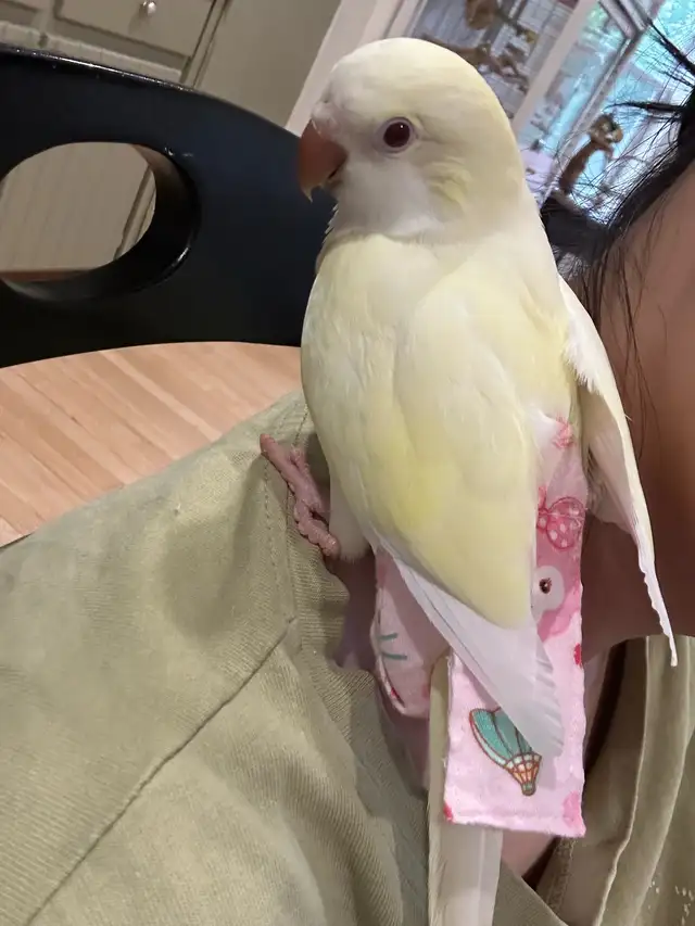 Tamed cremino Quaker baby