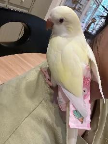 Tamed cremino Quaker baby