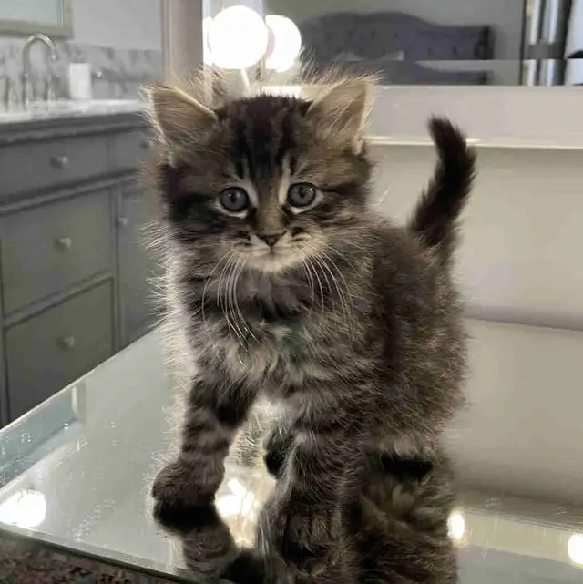 ⭐️Maine Coon Kittens⭐️ - Health Card & Samples -