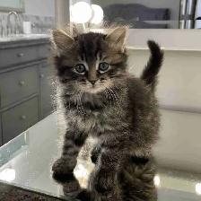 ⭐️Maine Coon Kittens⭐️ - Health Card & Samples -